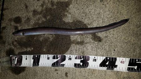 ライトゲームでキビレ、餌釣りではカサゴなど