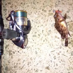 嫁メバリング修行