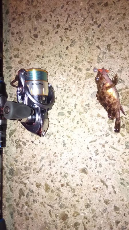 嫁メバリング修行