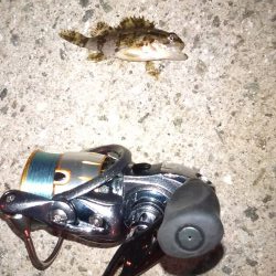 安定のメバリング