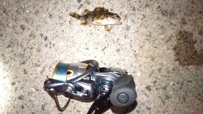 安定のメバリング