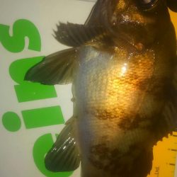 連休メバリング