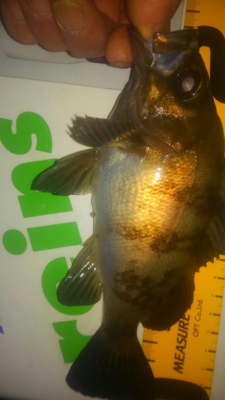 連休メバリング