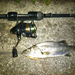 シーバス、チニング