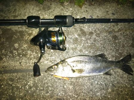 シーバス、チニング