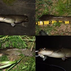 産卵前の爆釣劇