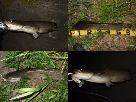 産卵前の爆釣劇