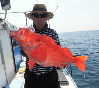 土佐安芸のハマちゃん