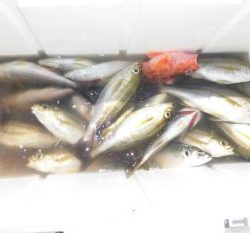 土佐安芸のハマちゃんの釣果