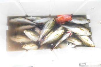 土佐安芸のハマちゃんの釣果