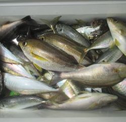 土佐安芸のハマちゃんの釣果