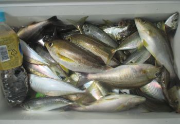 土佐安芸のハマちゃんの釣果