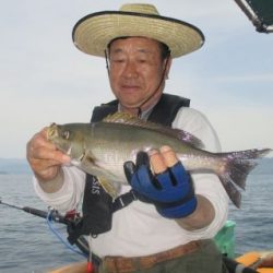 土佐安芸のハマちゃん