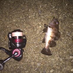 今日もメバリングちびっ子編