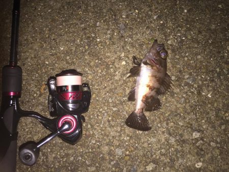 今日もメバリングちびっ子編