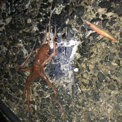 春イカエギング