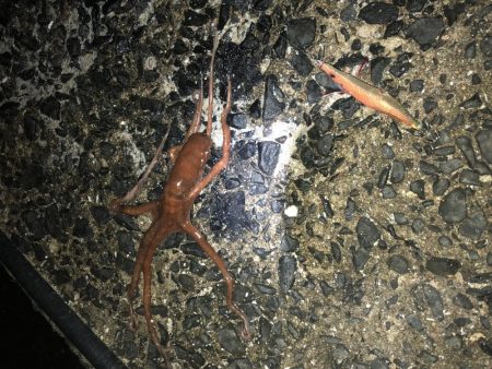 春イカエギング