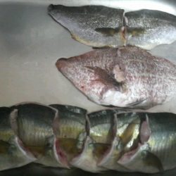 シマアジ・青物好調