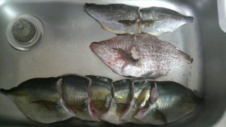 シマアジ・青物好調