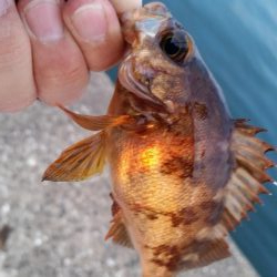 アジは釣れなかった