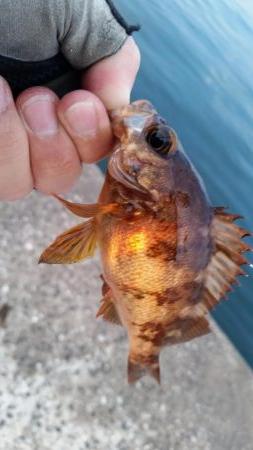 アジは釣れなかった