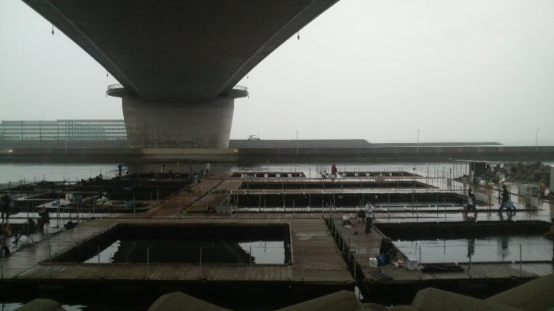 雨　時々　イサギ