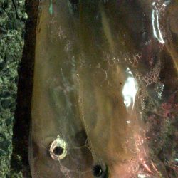 春イカエギング