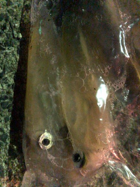 春イカエギング