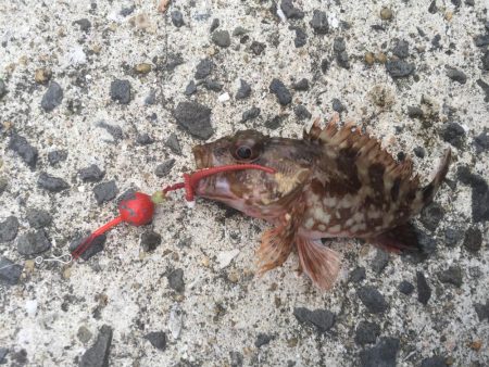 アラカブだー！