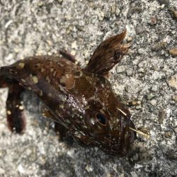 GW最終日はガシラ！