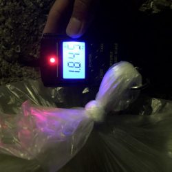 春イカエギング