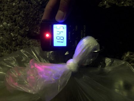 春イカエギング