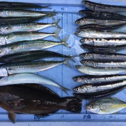 カタクチイワシ サバ