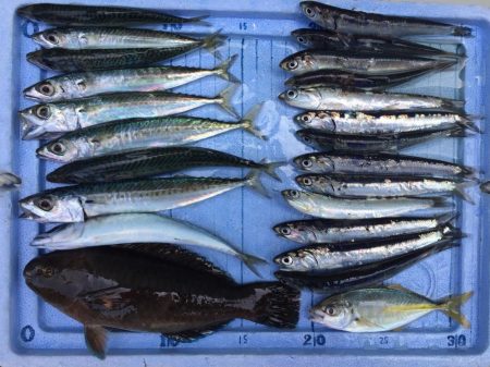 カタクチイワシ サバ