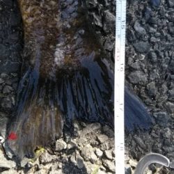 ゴールデンウィーク最終