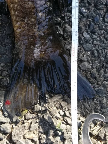 ゴールデンウィーク最終