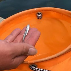 カタクチイワシ