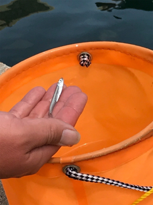 カタクチイワシ