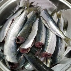 イワシ大漁ヾ(*ΦωΦ)ﾉ