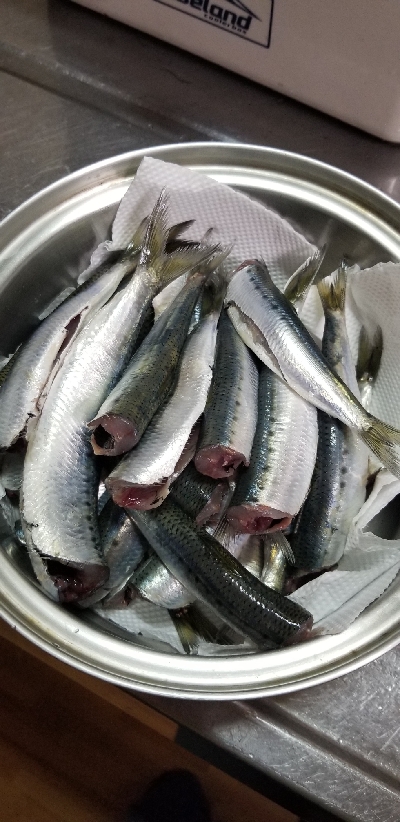 イワシ大漁ヾ(*ΦωΦ)ﾉ
