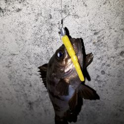 数釣りなら、楽しめる