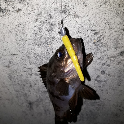 数釣りなら、楽しめる