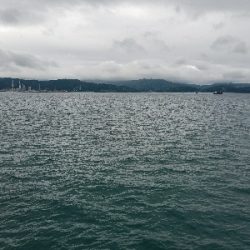 イワシ釣り　～ヒラメが出た！～