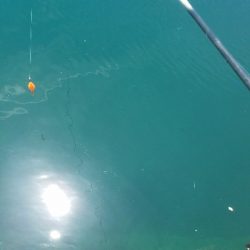 イワシ釣り ~マイワシ増えてきた!~