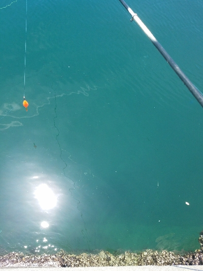 イワシ釣り ~マイワシ増えてきた!~