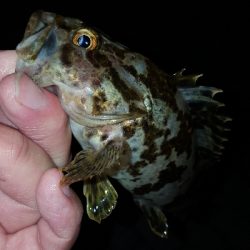 神戸港ランガン