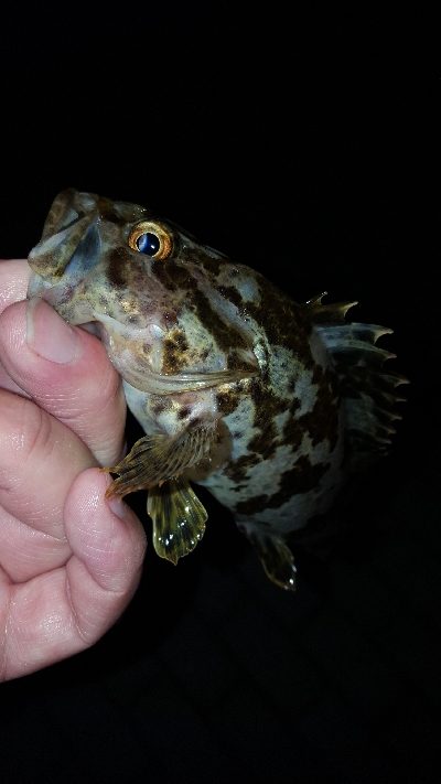 神戸港ランガン