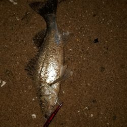 シーバスとキビレ