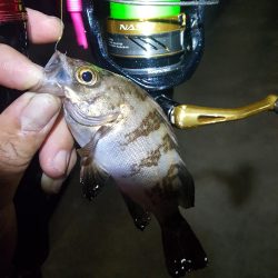 チビメバル無限湧き