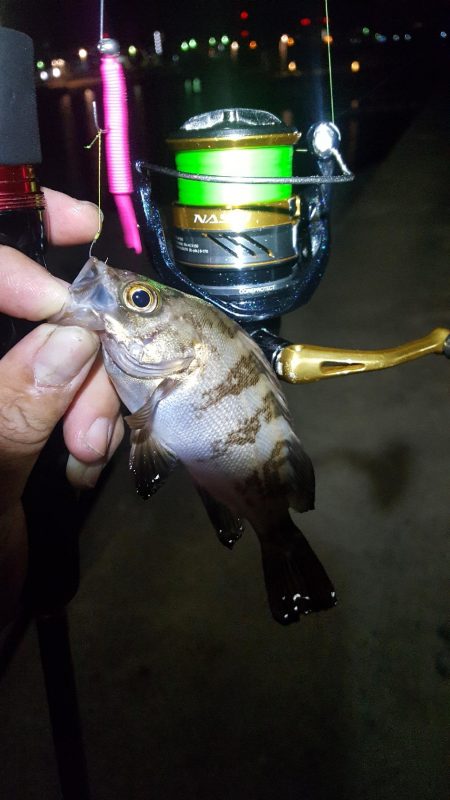 チビメバル無限湧き